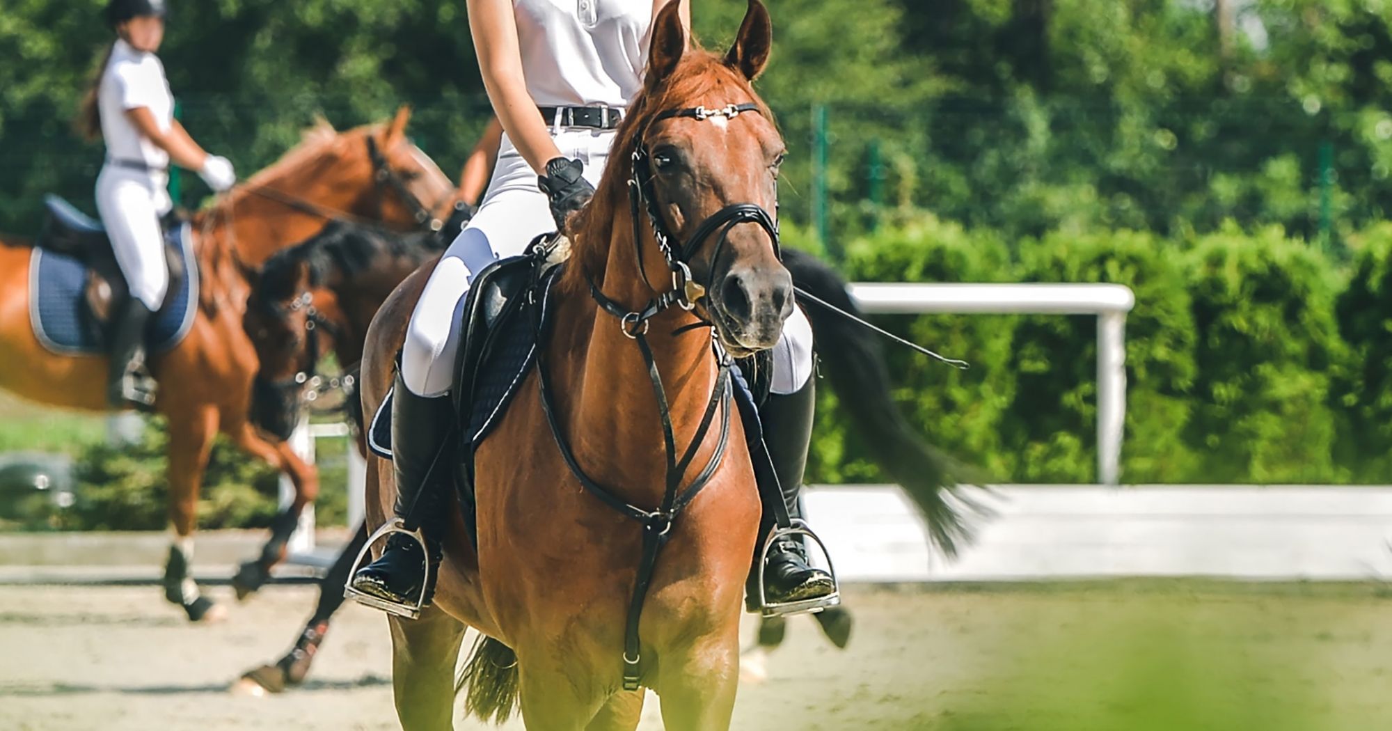 how-do-you-make-your-horse-more-responsive-to-the-leg-sport-vip